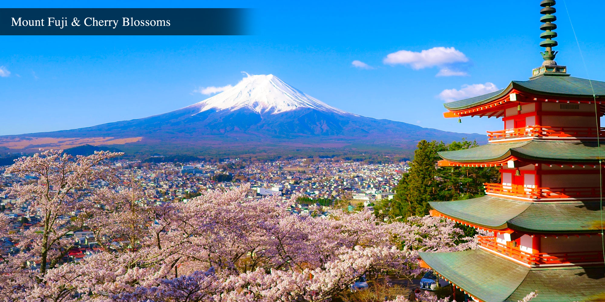 Mount Fuji and Cherry Blossoms